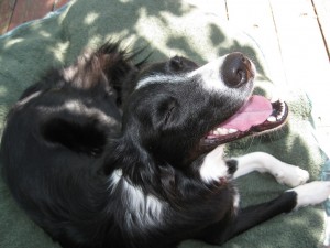 border collie smiling, best dog blog, champion of my heart, photo copyright roxanne hawn