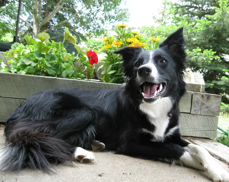 border collie smiling, best dog blog, champion of my heart, photo copyright roxanne hawn