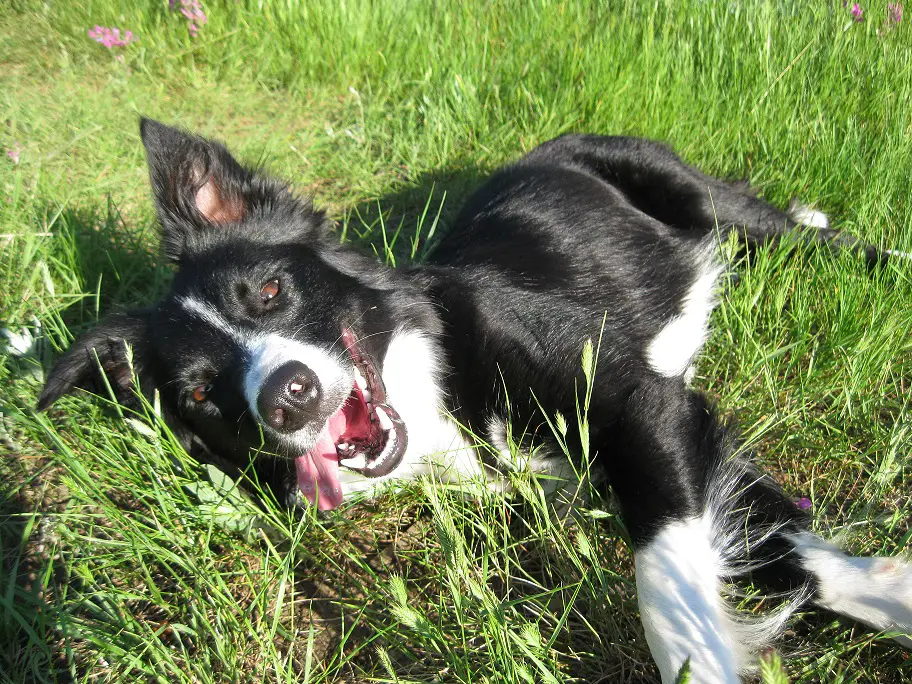 border collie smiling, best dog blog, champion of my heart, photo copyright roxanne hawn