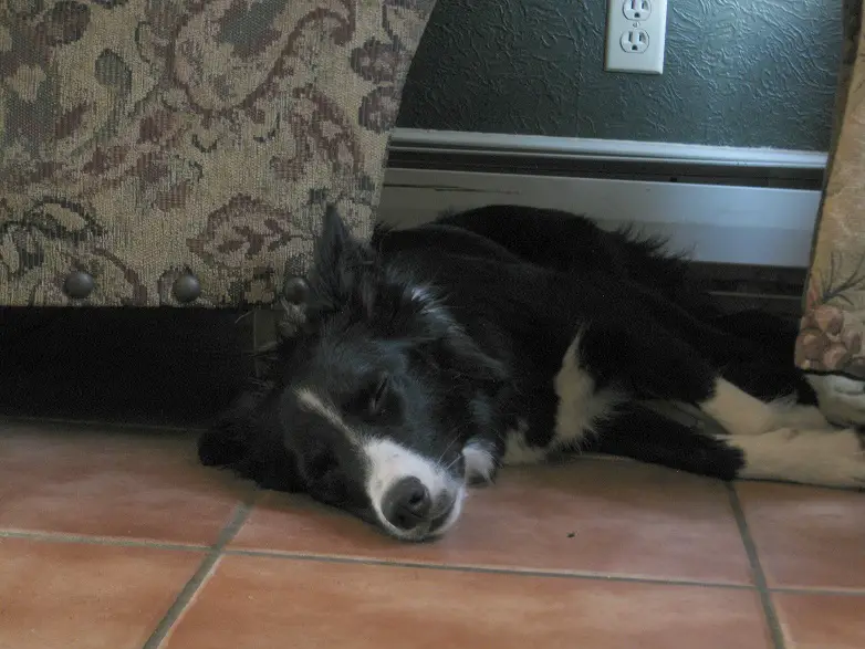 border collie sleeping, best dog blog, champion of my heart, photo copyright roxanne hawn