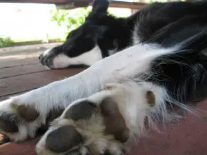 border collie sleeping, best dog blog, champion of my heart, photo copyright roxanne hawn