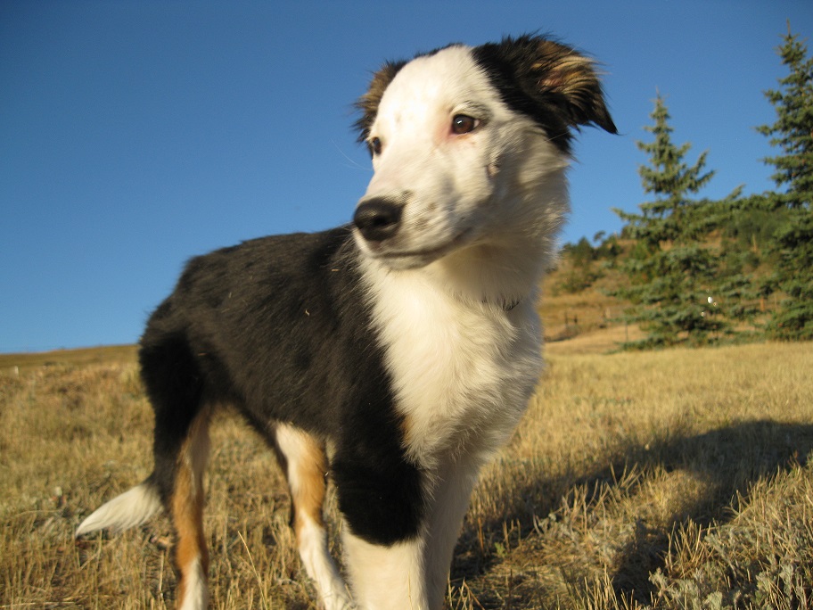 border collie, australian shepherd, puppy, dog blog champion of my heart
