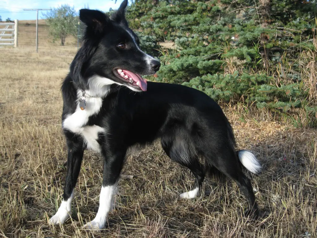 border collie, dog blog, champion of my heart, Clover