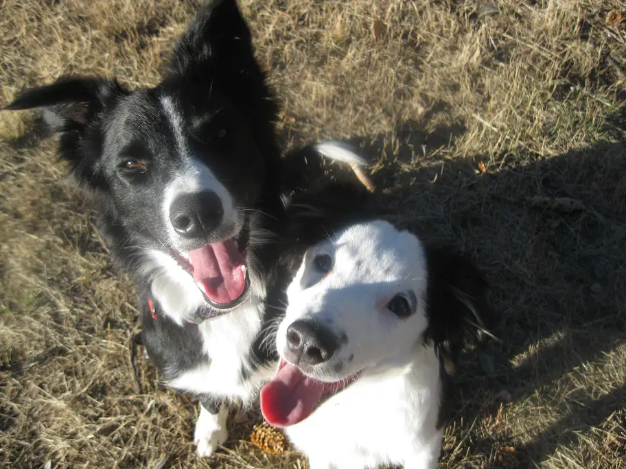border collie puppies smiling, champion of my heart