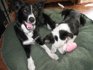 border collie puppies, champion of my heart