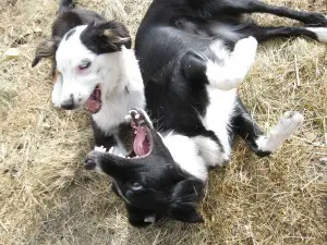 border collie puppies playing, champion of my heart