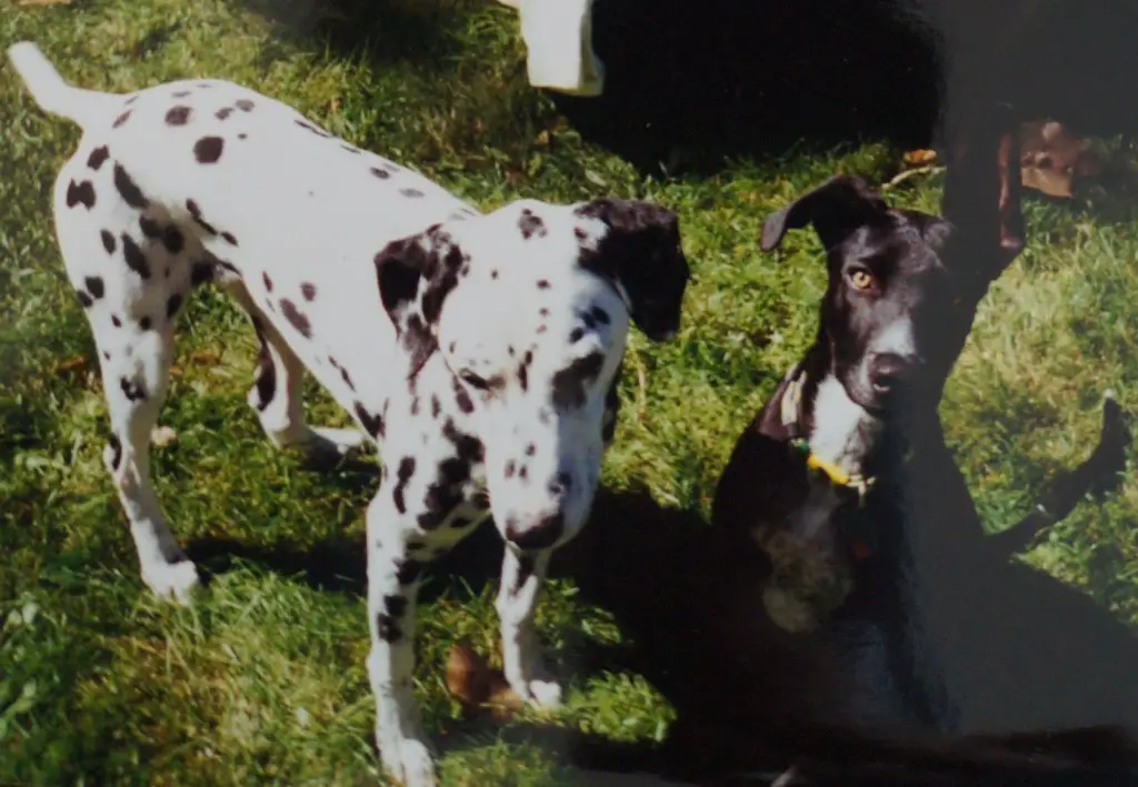 penelope and ginko in backyard 2000