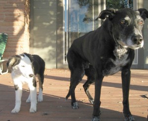 frail dogs - photo of elderly black dog with droopy hind end. He is standing next to a b/w puppy on a deck