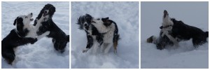 3 photos of border collie puppies playing