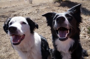 dog blog champion of my heart 2 border collie puppies smiling