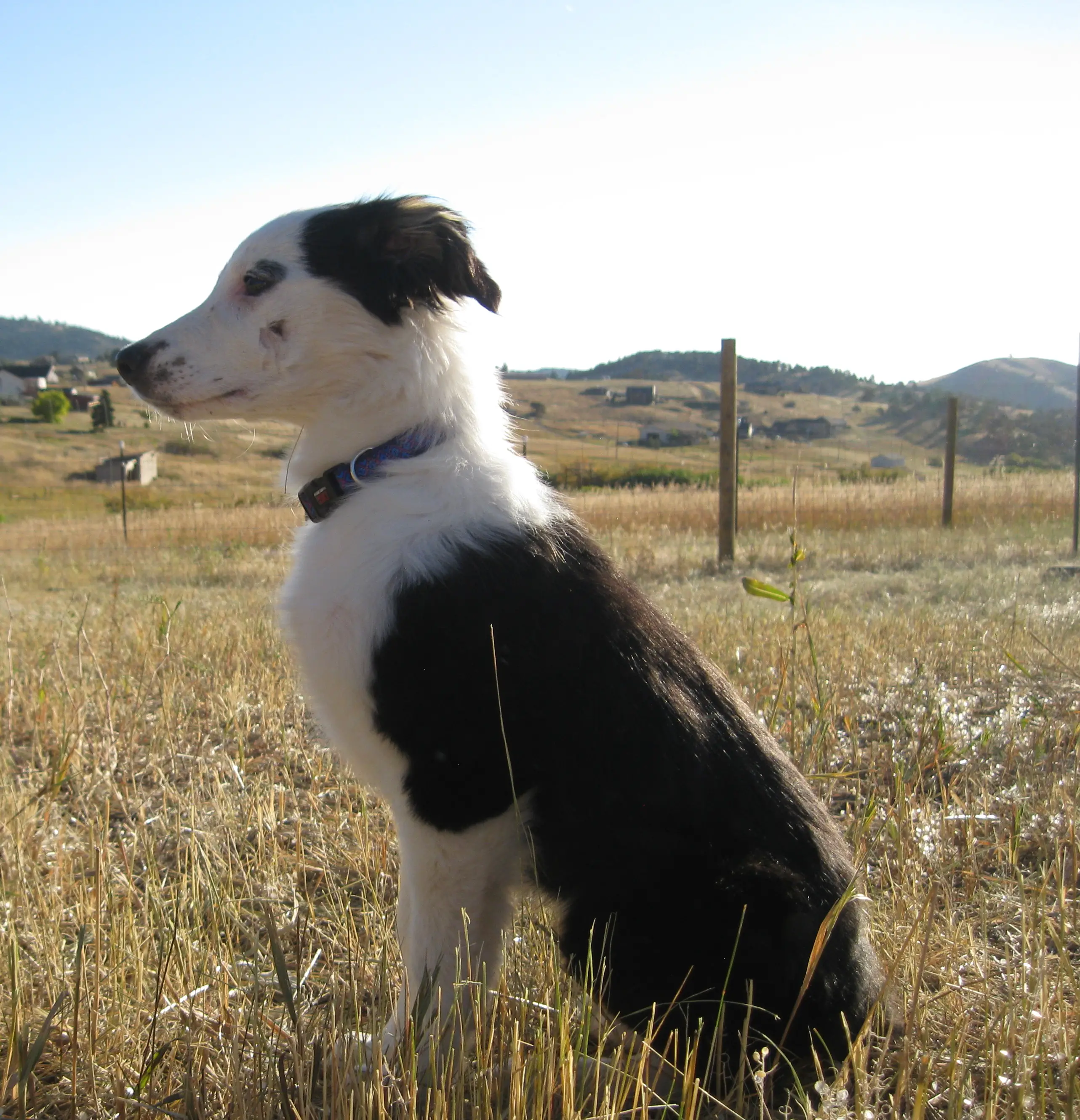 dog blog champion of my heart, border collie puppy photo