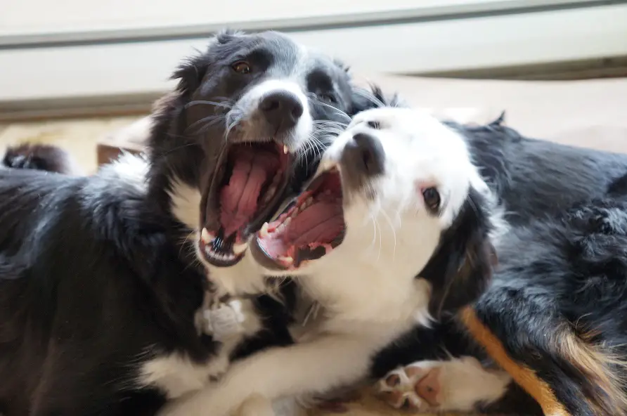 raising 2 border collie puppies at once - 2 puppies making silly faces together