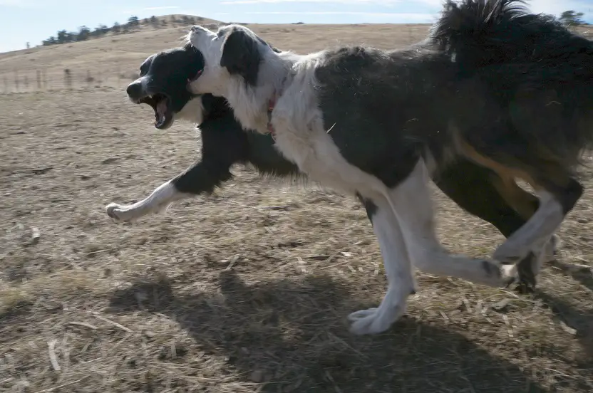 dog blog champion of my heart border collie puppies running