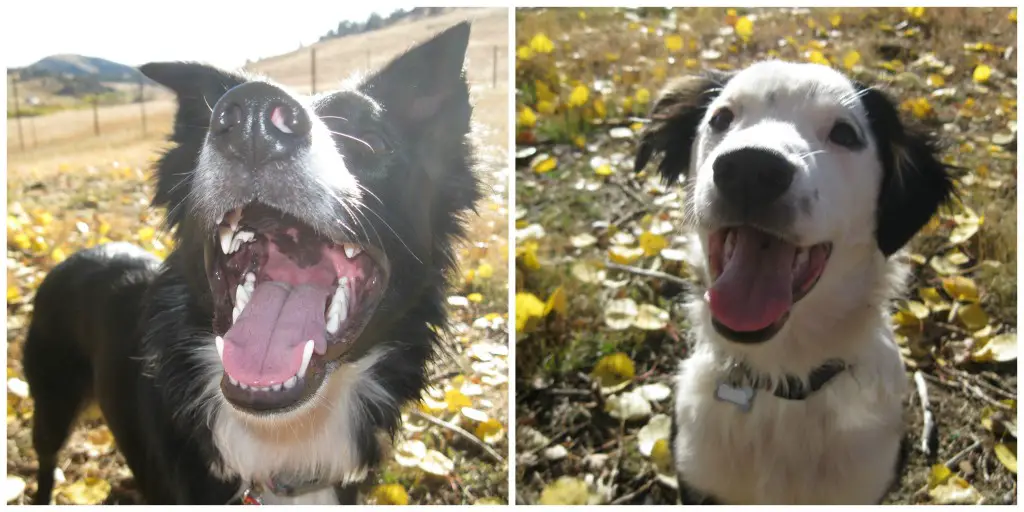 border collie puppies smiling, copyright roxanne hawn, champion of my heart dog blog