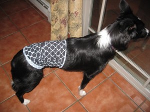 dog wearing belly band for spay incision protection, copyright roxanne hawn, champion of my heart dog blog