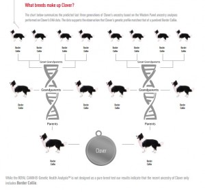dog blog champion of my heart, canine genetic test results graphic