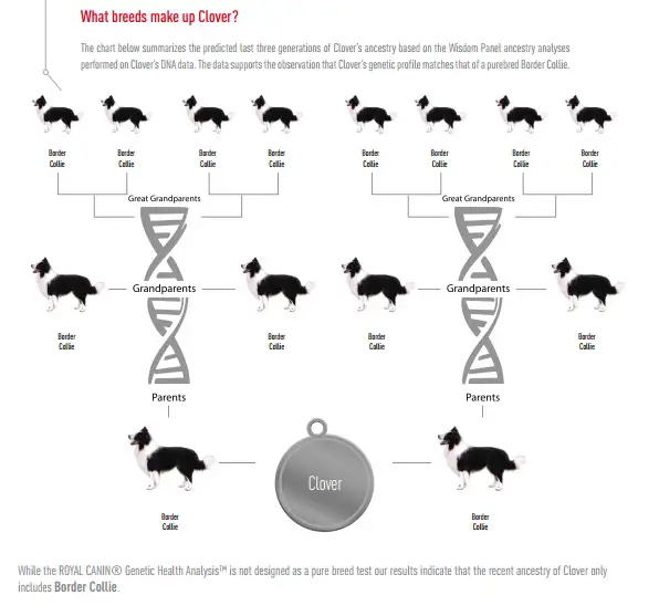 royal canin genetic health analysis