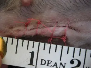 photo of canine tradtiional spay incision, copyright roxanne hawn, champion of my heart dog blog