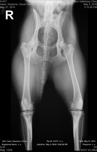 dog hip x-rays, dog blog champion of my heart.
