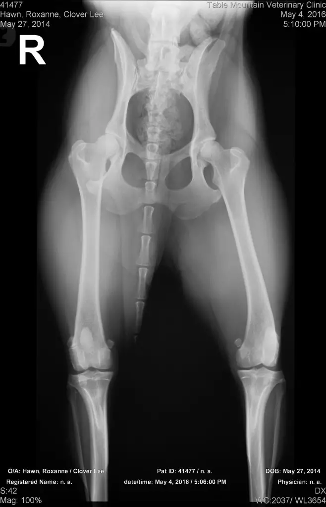 dog hip x-rays, dog blog champion of my heart. 