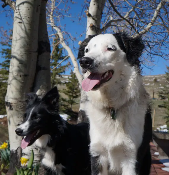 border collies in flower bed dog blog champion of my heart