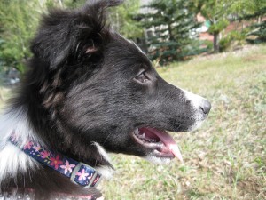 border collie puppy clover, dog blog champion of my heart, copyright roxanne hawn