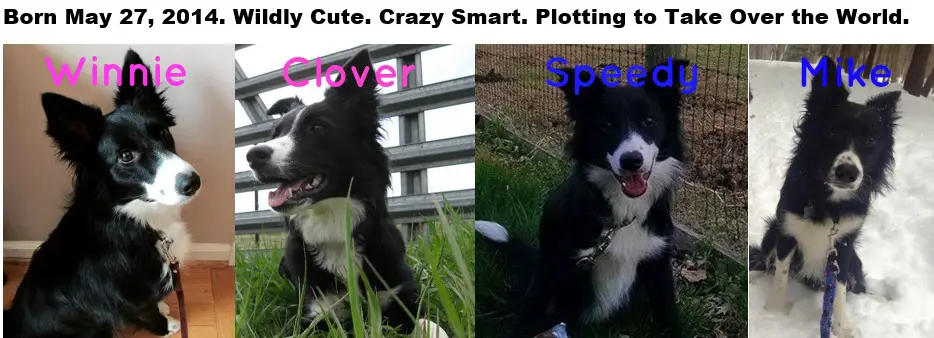 puppygate litter, border collie puppies, champion of my heart, copyright roxanne hawn