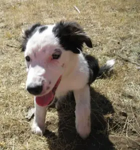 border collie puppy, tori, copyright, champion of my heart, roxanne hawn