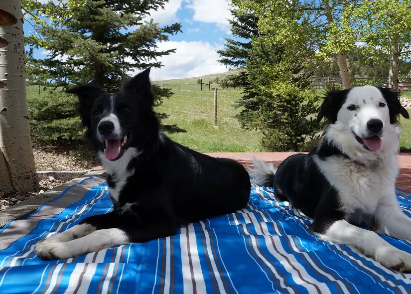 photo border collies having a picnic dog blog champion of my heart copyright roxanne hawn
