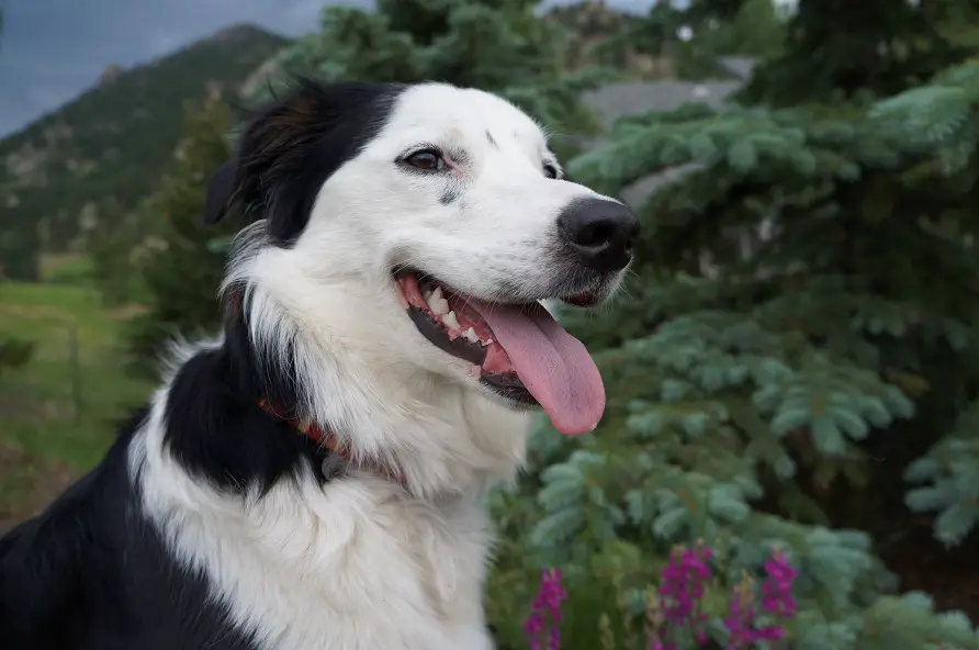 border collie, tori, copyright, champion of my heart, roxanne hawn