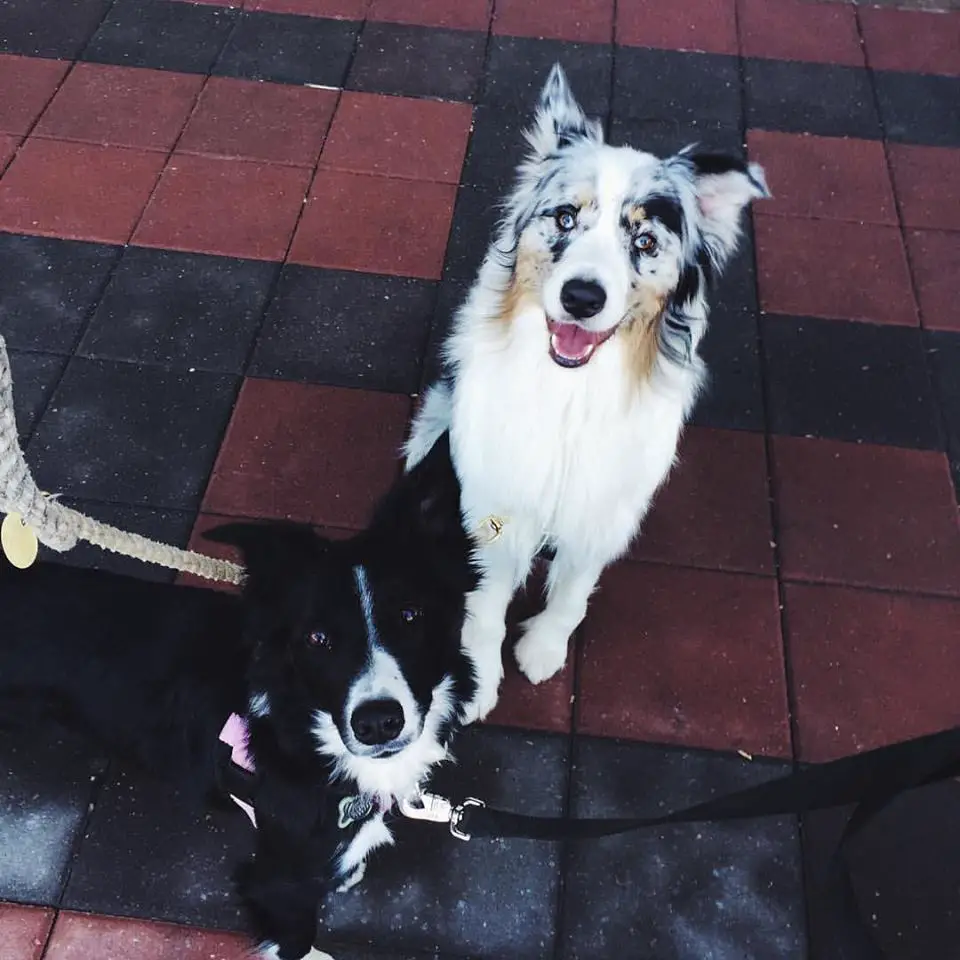 border collie and australian shepherd, copyright champion of my heart / roxanne hawn