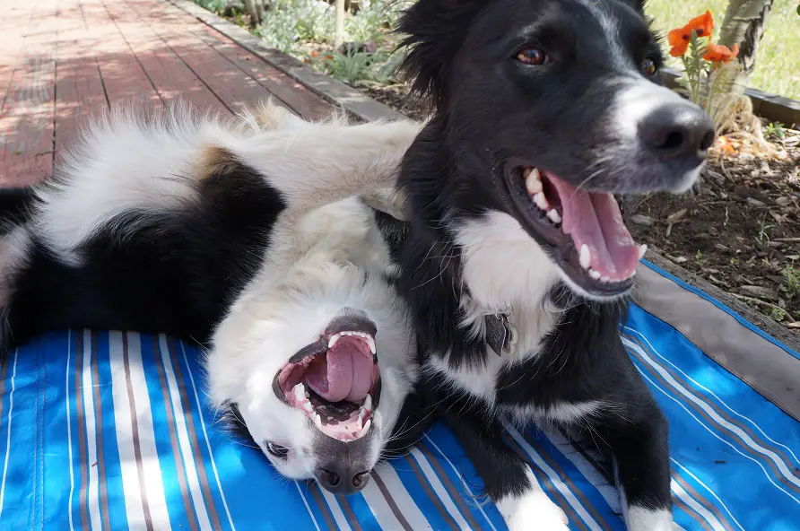 smiling border collies, copyright champion of my heart / roxanne hawn
