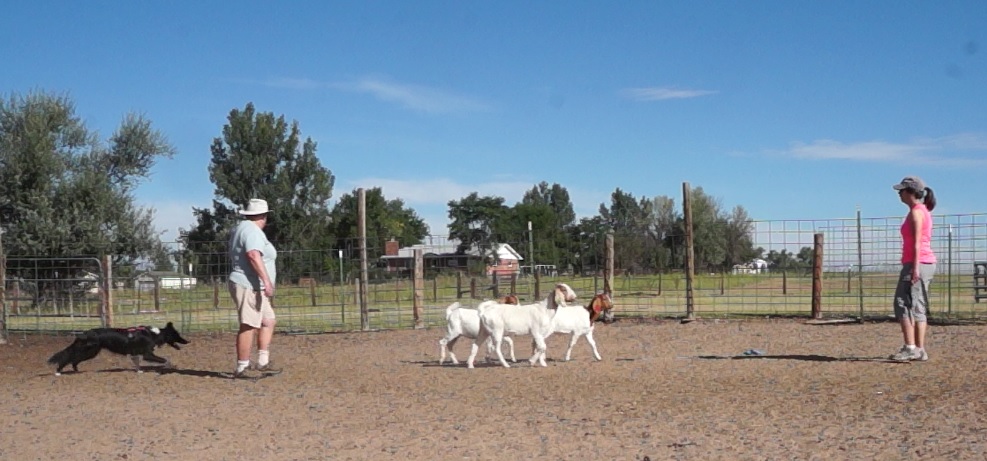 border collie herding instinct test