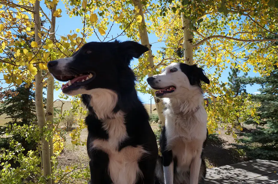 challenges of walking two dogs at once