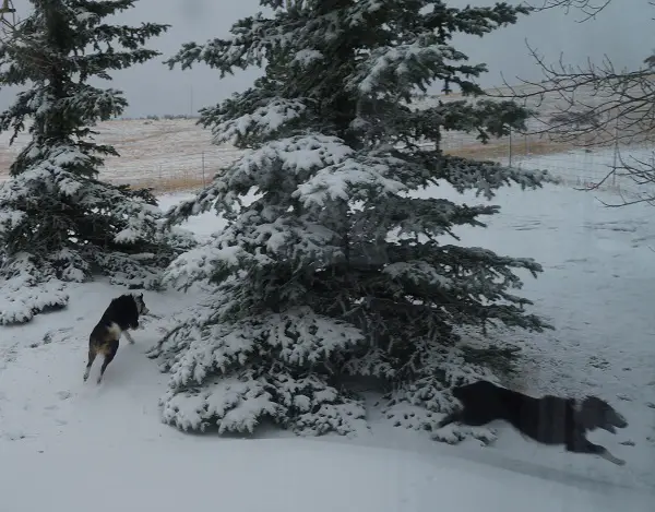 puppies running in the snow