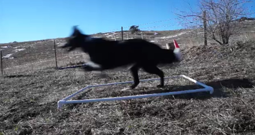 dog agility training running contact box
