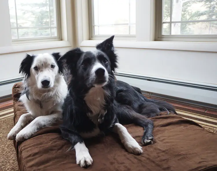 big barker dog bed review, champion of my heart, 2 dogs sharing the dog bed