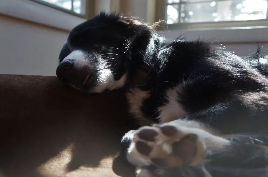 big barker dog bed review, champion of my heart, clover on bed