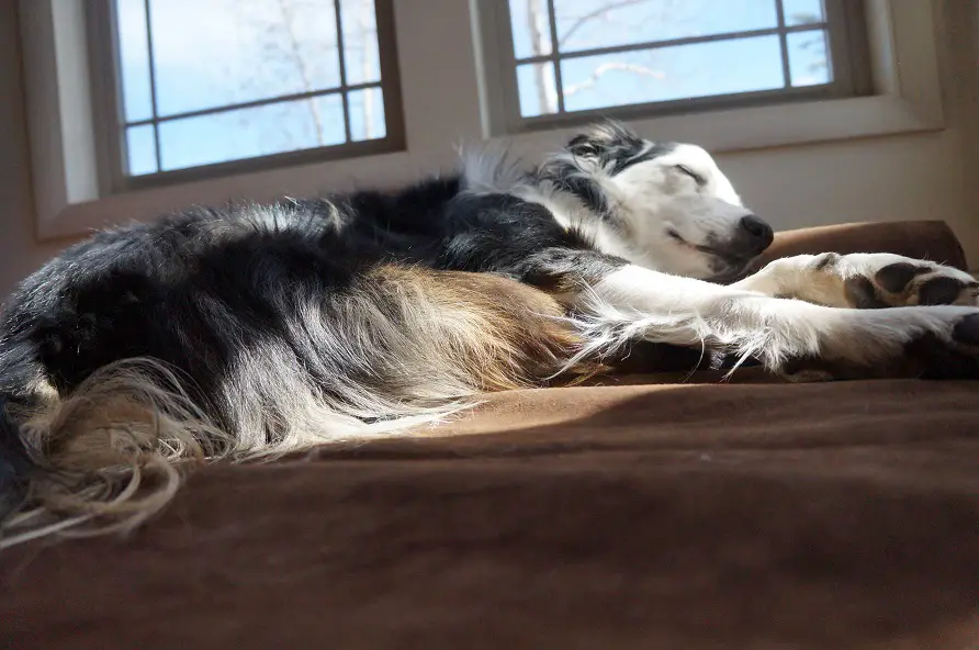 big barker dog bed review, champion of my heart, tori on bed