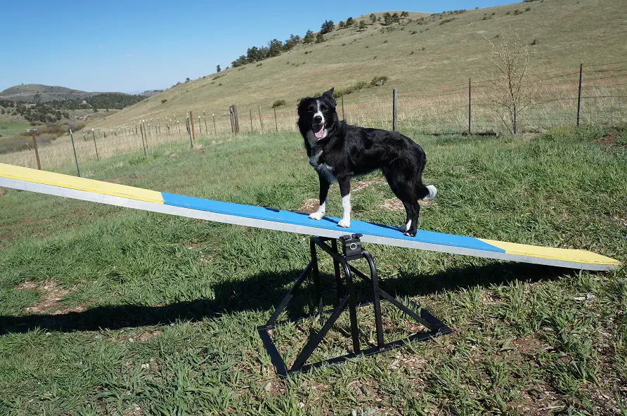 dog birthday present - a new agility teeter-totter for clover - champion of my heart