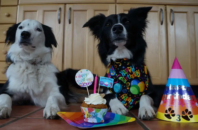 birthday dog party with canine cupcakes