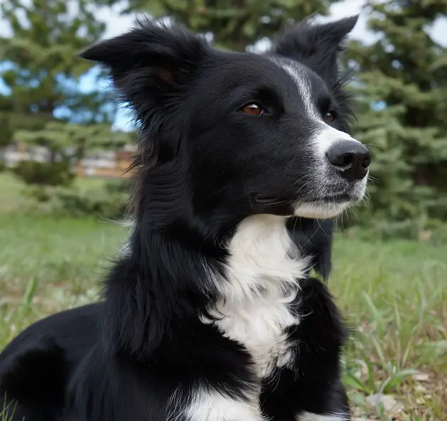 dog birthday portrait, border collie, champion of my heart, clover