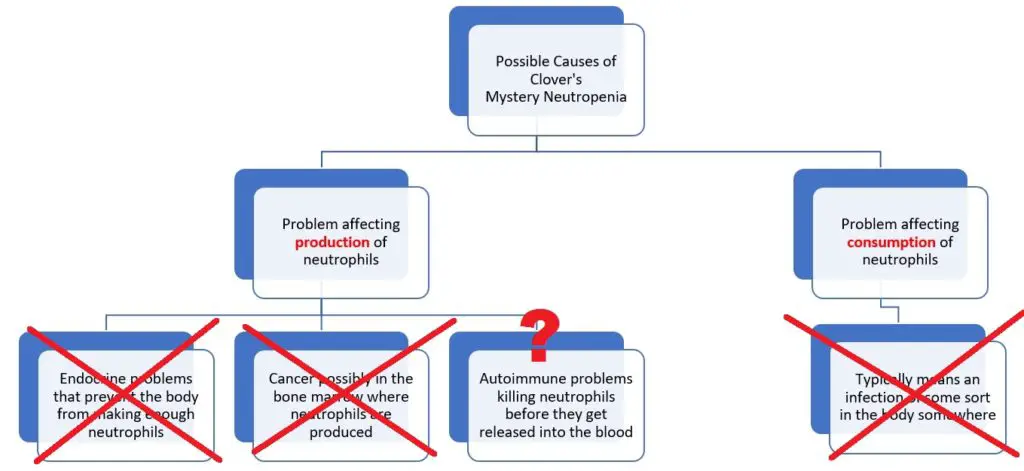 neutropenia in dogs flow chart graphic