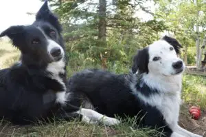 dog blog champion of my heart canine heroines clover and tori