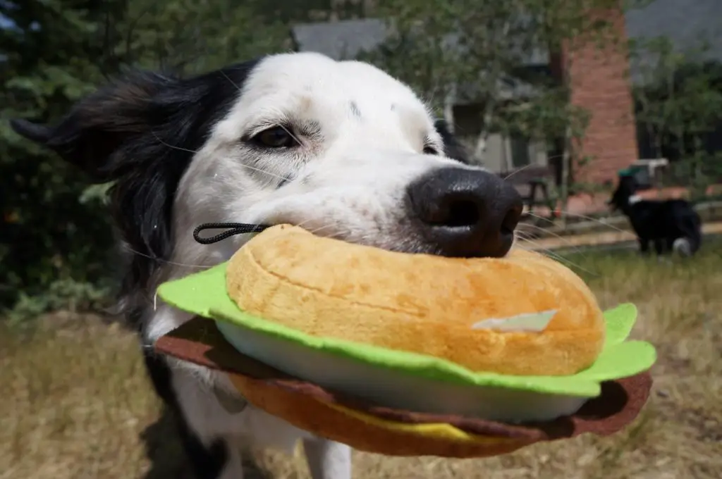 dog blog champion of my heart canine heroine tori with hamburger dog toy