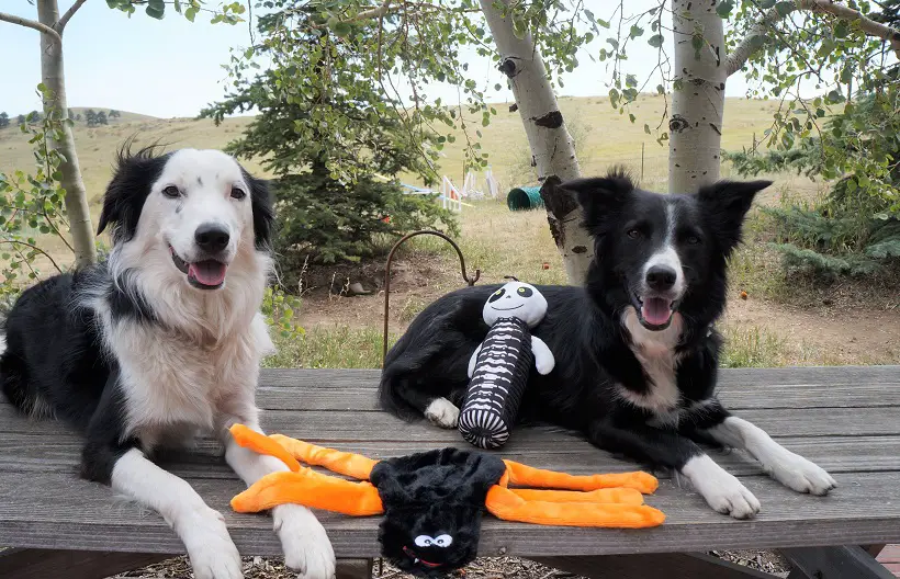 champion of my heart border collies with halloween toys