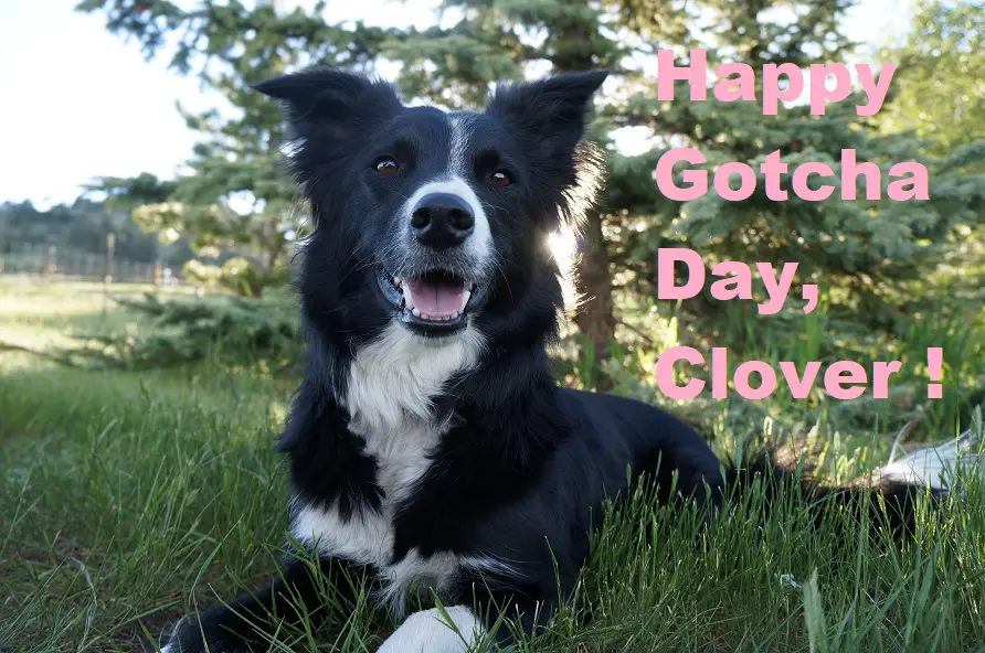 happy gotcha day photo border collie champion of my heart