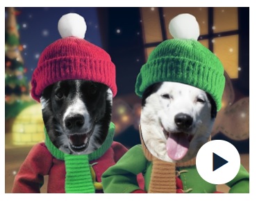 silly holiday videos with dogs