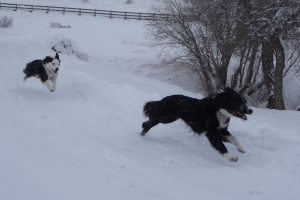 eureka moments in dog training