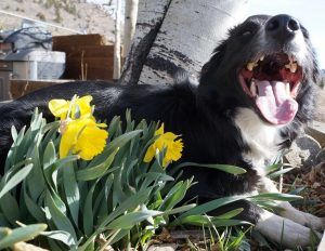 veterinary costs - border collie with daffodil flowers blooming